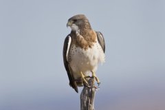 Swainson's Hawk