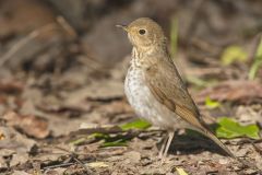 Swainson's Thrush, Catharus ustulatus