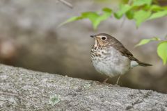 Swainson's Thrush, Catharus ustulatus