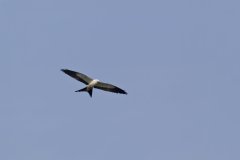 Swallow-tailed Kite, Elanoides forficatus
