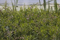 Swamp Loosestrife