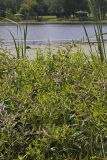 Swamp Loosestrife, Decodon verticillatus