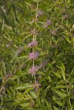 Swamp Loosestrife, Decodon verticillatus