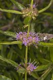 Swamp Loosestrife, Decodon verticillatus
