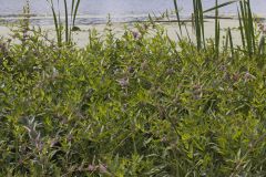 Swamp Loosestrife, Decodon verticillatus