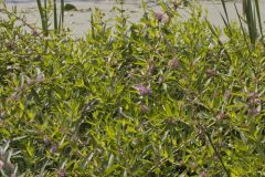 Swamp Loosestrife, Decodon verticillatus