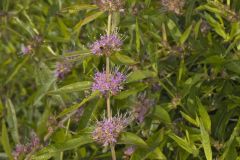 Swamp Loosestrife, Decodon verticillatus