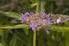 Swamp Loosestrife, Decodon verticillatus