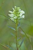 Swamp Lousewort, Pedicularis lanceolata