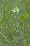 Swamp Lousewort, Pedicularis lanceolata