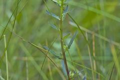Swamp Lousewort