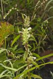 Swamp Lousewort, Pedicularis lanceolata