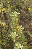 Swamp Lousewort, Pedicularis lanceolata
