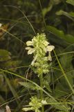 Swamp Lousewort, Pedicularis lanceolata