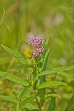 Swamp Milkweed, Asclepias incarnata