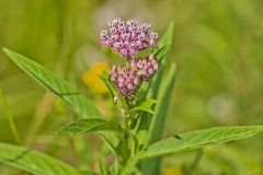 Swamp Milkweed