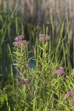 Swamp Milkweed, Asclepias incarnata