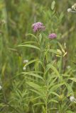 Swamp Milkweed, Asclepias incarnata