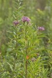 Swamp Milkweed, Asclepias incarnata