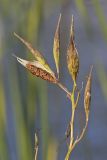 Swamp Milkweed, Asclepias incarnata