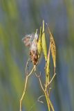 Swamp Milkweed, Asclepias incarnata