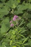 Swamp Milkweed, Asclepias incarnata