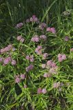 Swamp Milkweed, Asclepias incarnata