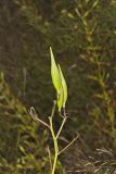 Swamp Milkweed, Asclepias incarnata