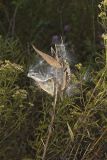Swamp Milkweed, Asclepias incarnata