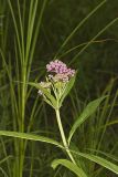 Swamp Milkweed, Asclepias incarnata