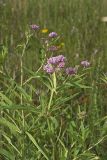 Swamp Milkweed, Asclepias incarnata