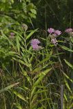 Swamp Milkweed, Asclepias incarnata