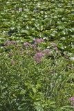Swamp Milkweed, Asclepias incarnata