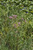 Swamp Milkweed, Asclepias incarnata