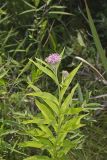 Swamp Milkweed, Asclepias incarnata