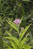Swamp Milkweed, Asclepias incarnata