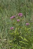 Swamp Milkweed, Asclepias incarnata