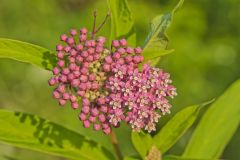 Swamp Milkweed, Asclepias incarnata