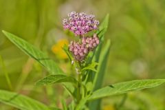 Swamp Milkweed, Asclepias incarnata