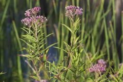 Swamp Milkweed, Asclepias incarnata