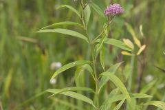 Swamp Milkweed, Asclepias incarnata