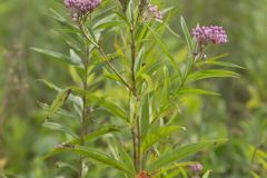 Swamp Milkweed, Asclepias incarnata