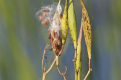 Swamp Milkweed, Asclepias incarnata