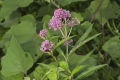 Swamp Milkweed, Asclepias incarnata