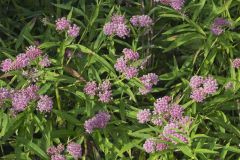 Swamp Milkweed, Asclepias incarnata