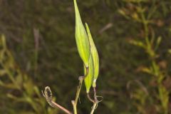 Swamp Milkweed, Asclepias incarnata