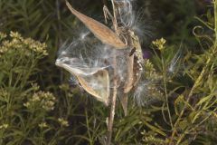 Swamp Milkweed, Asclepias incarnata