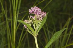 Swamp Milkweed, Asclepias incarnata