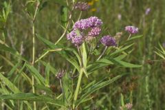 Swamp Milkweed, Asclepias incarnata