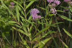 Swamp Milkweed, Asclepias incarnata